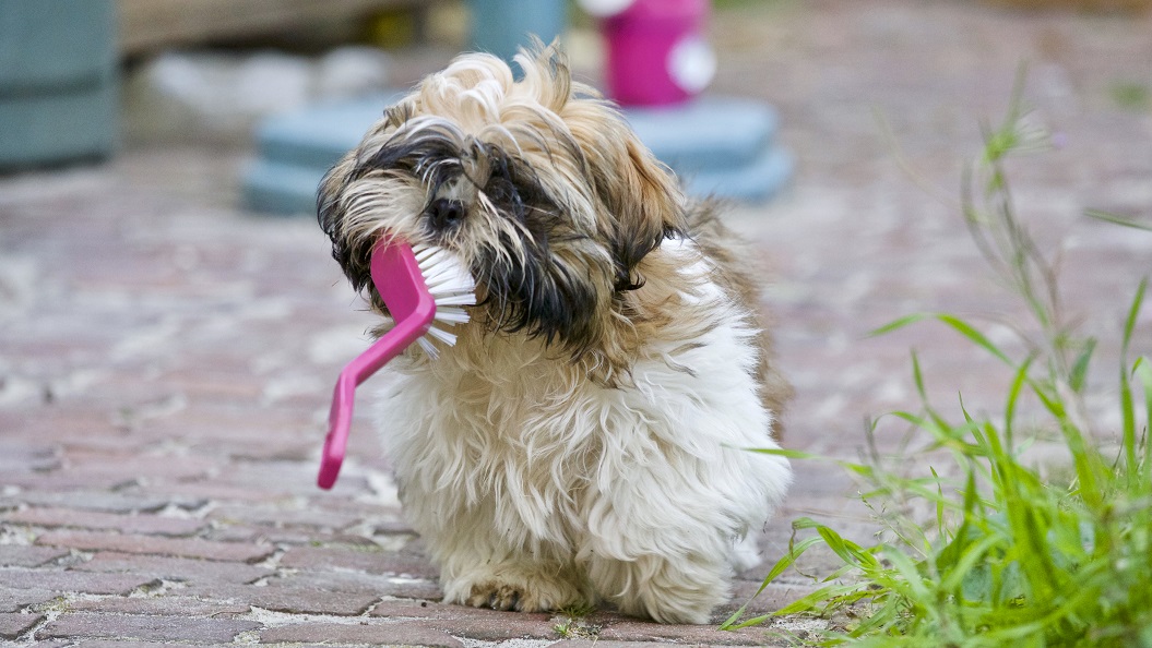 Acusación pedir Consejo 50 Negocios de mascotas inusuales para comenzar - Pet Industry