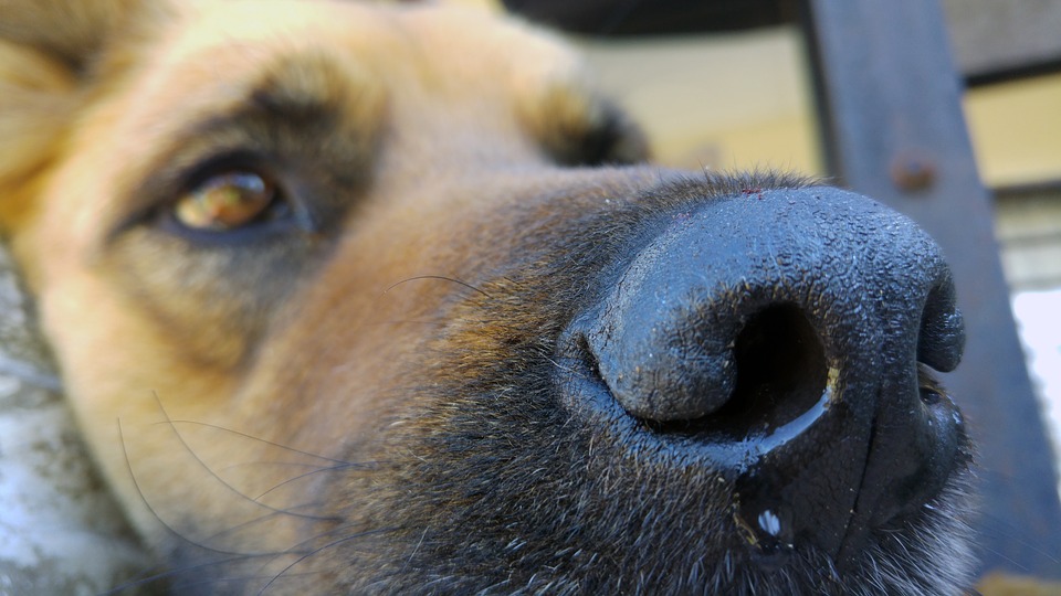  Perros y gatos podrían perder el olfato por contaminación