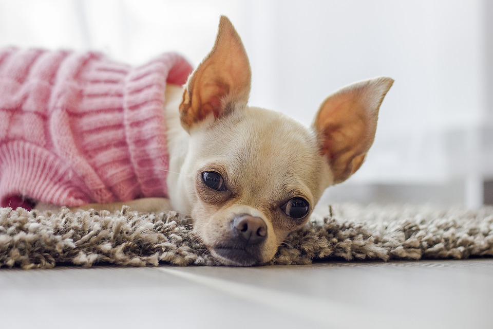  ¿La sensibilidad al ruido en perros es un grito para aliviar el dolor?