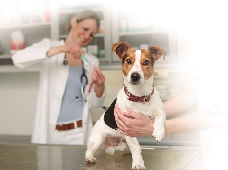  Medicina biorreguladora: una alternativa en salud animal.  