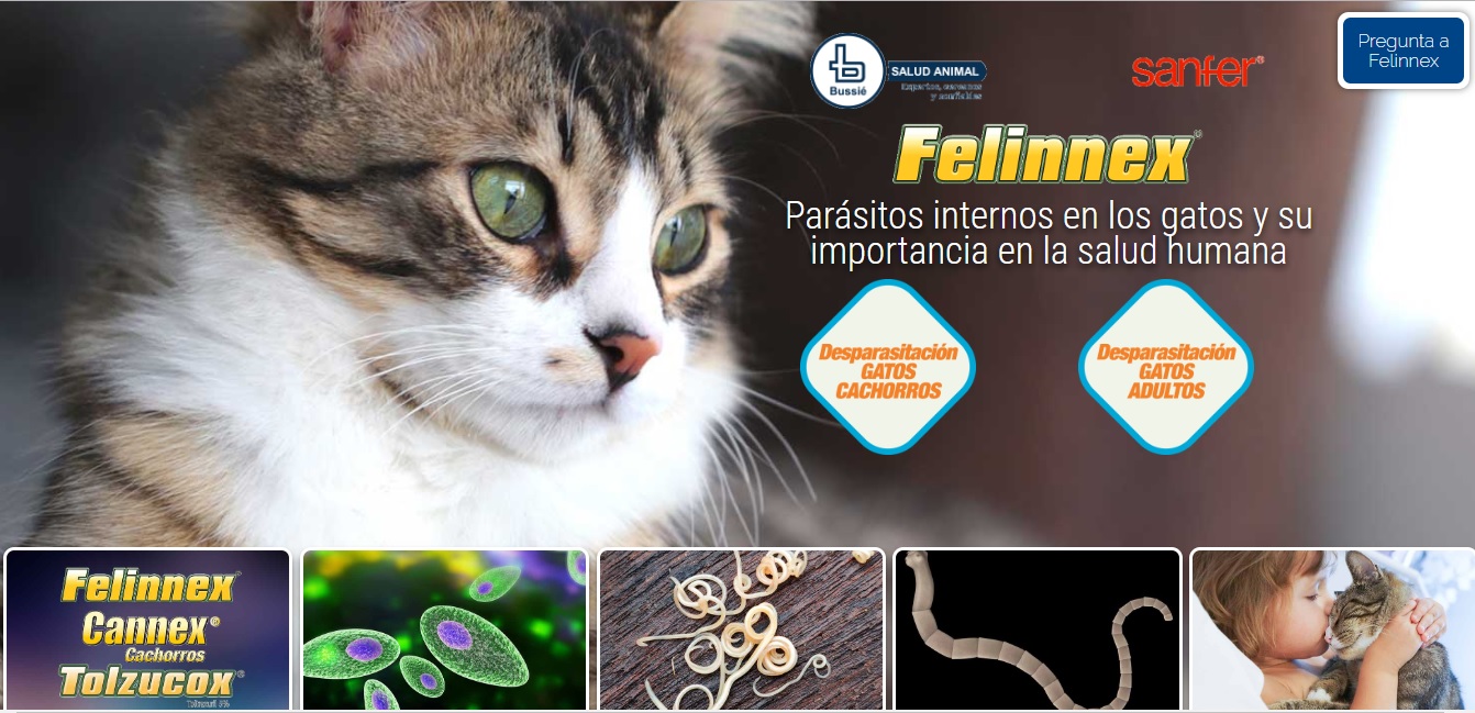  Felinex, estrena portal web ¡conózcalo!