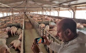  El robusto teléfono inteligente Cat® S60 ayuda  a los ganaderos porcinos a mejorar la eficiencia productiva