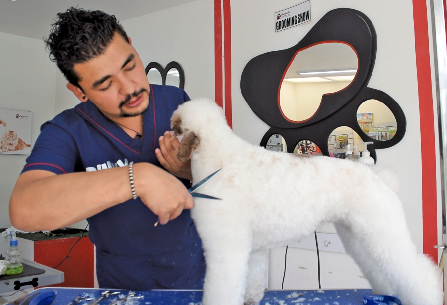 Editor recompensa Disgusto 5 pasos para una sesión de grooming - Pet Industry