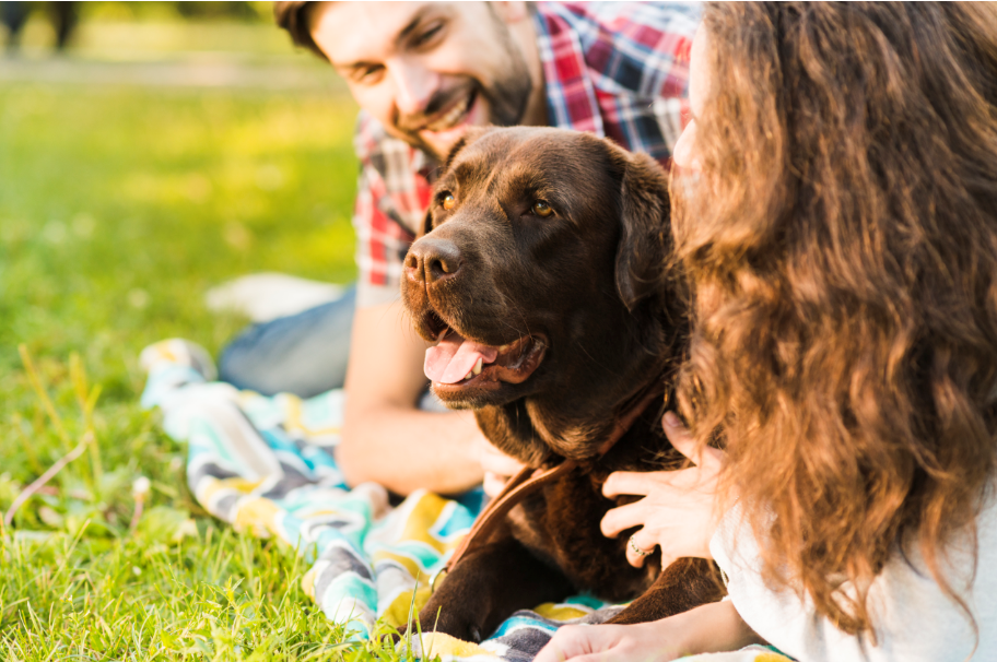  Nutrición para caninos convalecientes: ¿Sabes cuál es la solución óptima para una rápida recuperación?