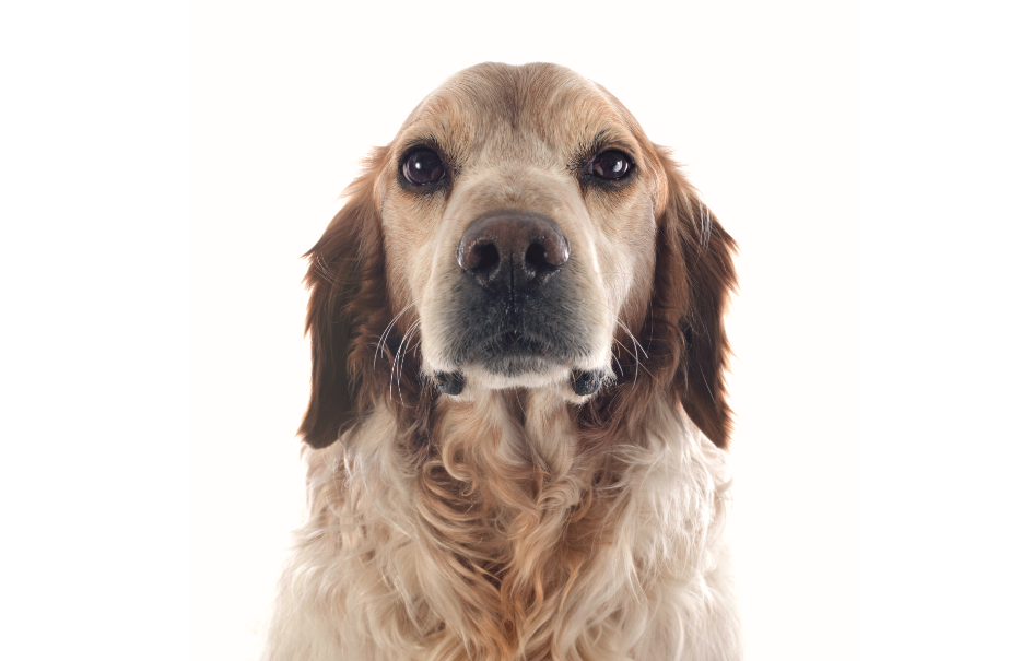  La consulta geriátrica para perros en la clínica diaria