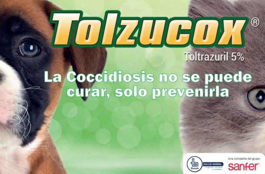  La verdad sobre Coccidiosis en perros y gatos