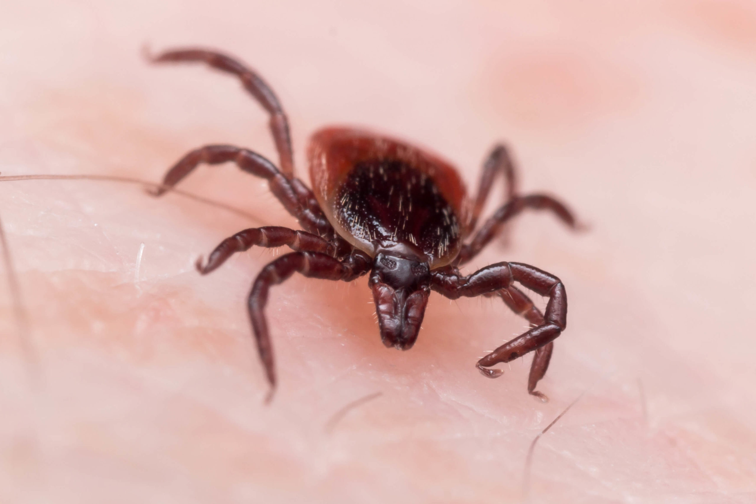  La enfermedad de Lyme podría llegar a Colombia
