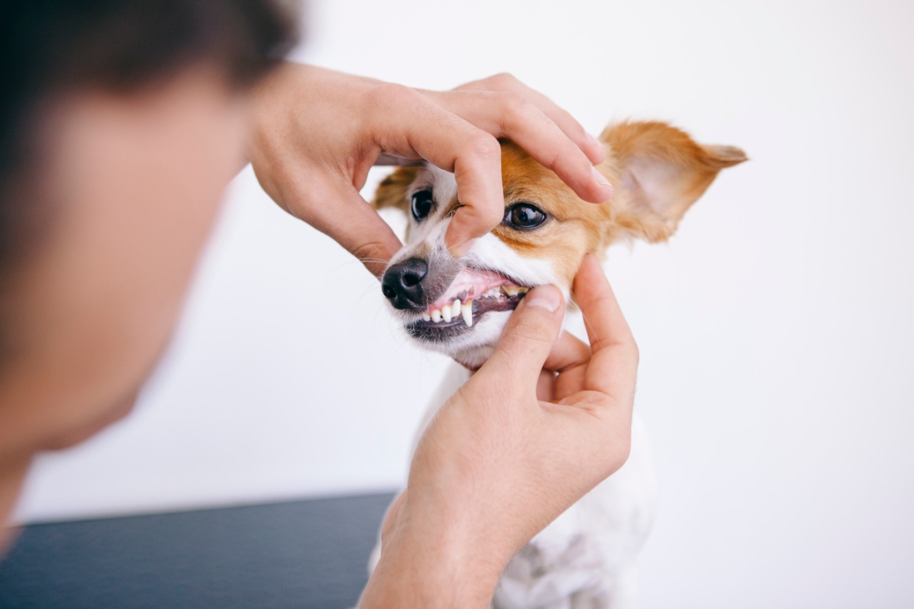  4 de cada 5 perros sufren de alguna enfermedad oral