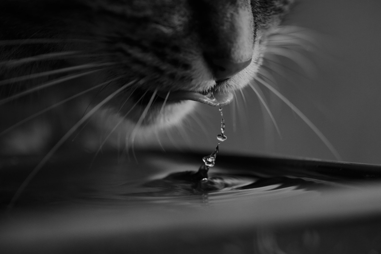 El agua: Un nutriente esencial en los felinos