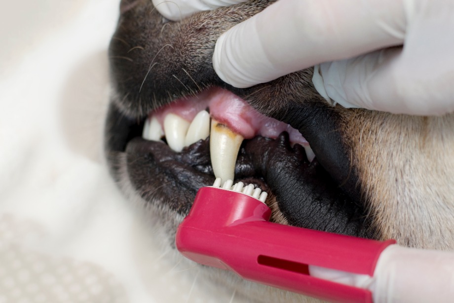  Usos potenciales de Sanix AH® en odontología veterinaria