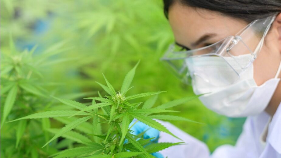  ¿Cuáles son los procesos detrás de un medicamento con Cannabis?