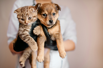  Dermatofitosis en gatos y perros. Realidad o Sobrediagnóstico.
