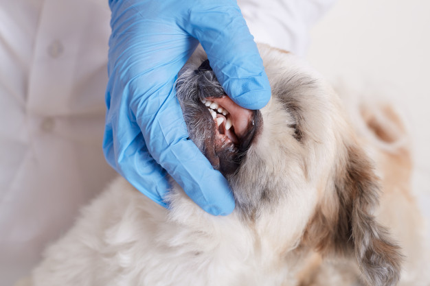  El cuidado dental de las mascotas puede evitar serios problemas de salud