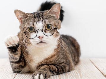  De la controversia al optimismo: uso de antiinflamatorios no esteroideos en gatos con enfermedad renal crónica