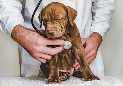 cavar Gimnasio vacío Ingesta de chocolate en 156 perros - Pet Industry