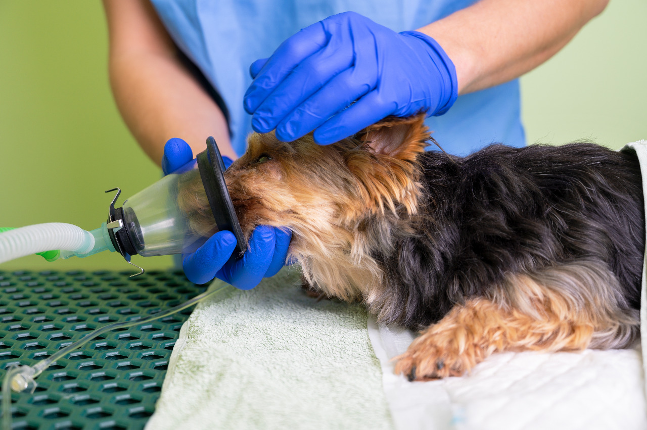  Razones para la oxigenoterapia hiperbárica en lesiones traumáticas y cuidado de heridas en animales pequeños