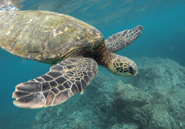  Día mundial de las tortugas marinas