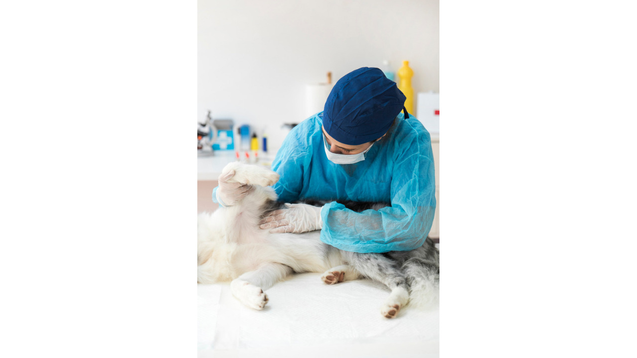  Técnica de estabilización extracapsular y hallazgos artroscópicos en seis perros con inestabilidad medial del hombro
