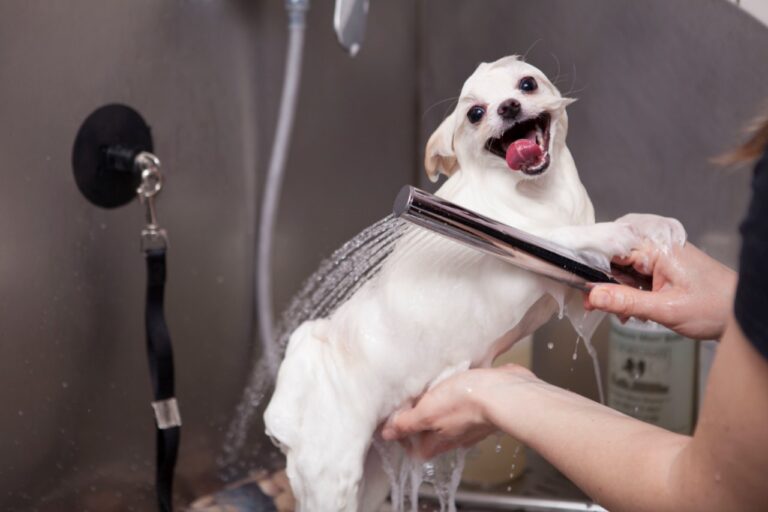 LA SEGURIDAD EN EL SALON O AREA DE TRABAJO pet industry veterinaria