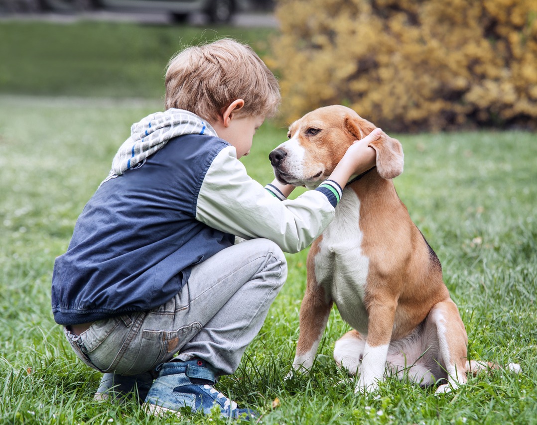  La vacuna contra la rabia RABICAN VECOL, una opción confiable para proteger a las mascotas contra la rabia