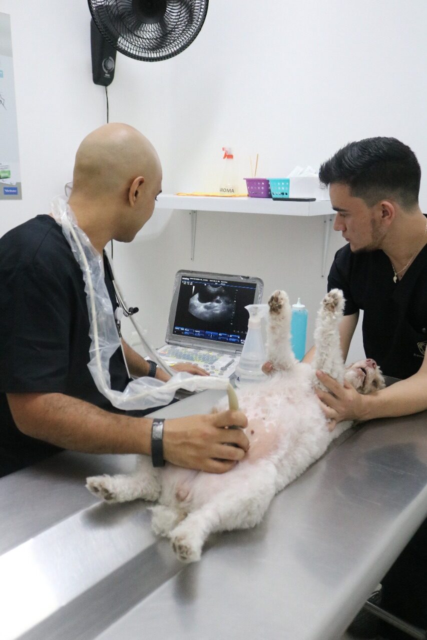  Falsos funcionarios públicos cobrarían dinero a veterinarias: Secretaría de Salud de Medellín
