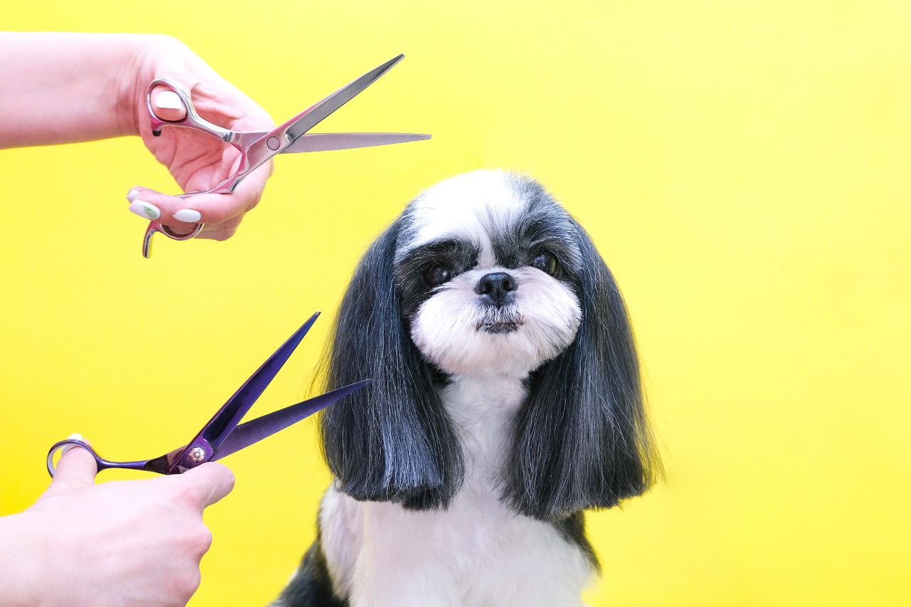  Urban grooming seminario demostrativo presencial para peluqueros caninos 