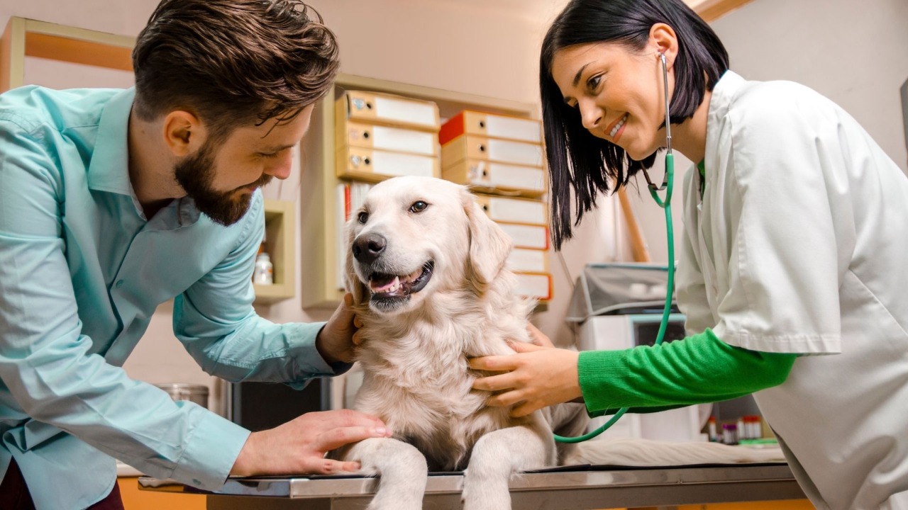  La medicina veterinaria clasificada como profesión del sector salud