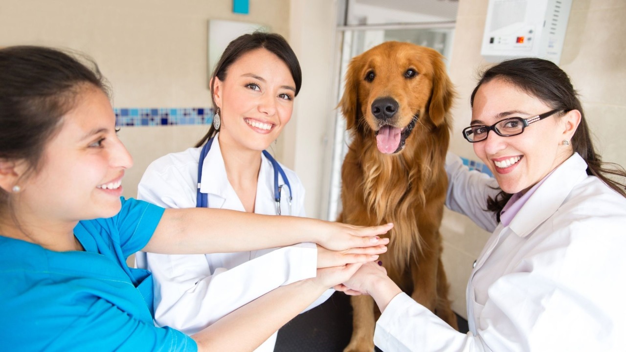  Características de los equipos veterinarios de alto rendimiento  