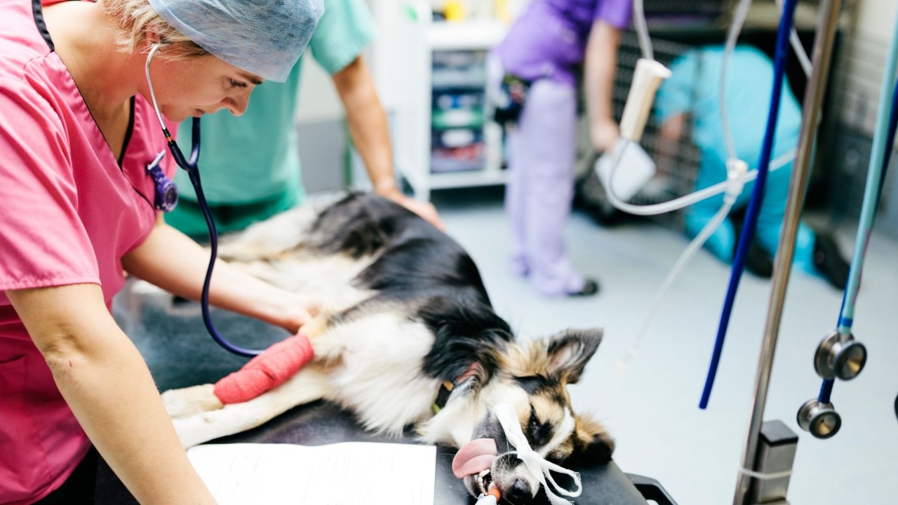  Nuevo enfoque para lograr la supervivencia de perros con osteosarcoma