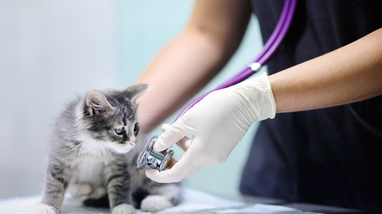  Coronavirus en gatos: Actualización médica