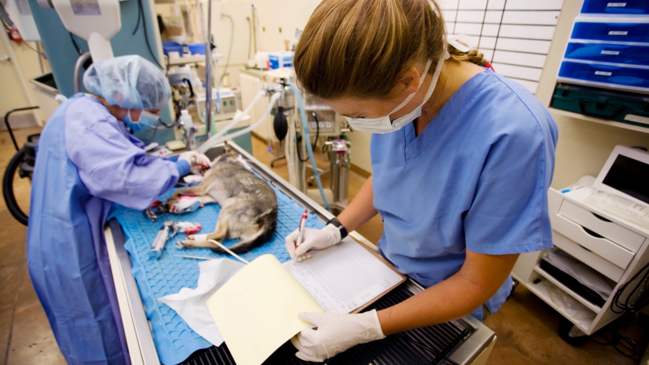  Profesor de la Universidad Nacional obtiene patente en protocolo para regenerar huesos de perros y gatos