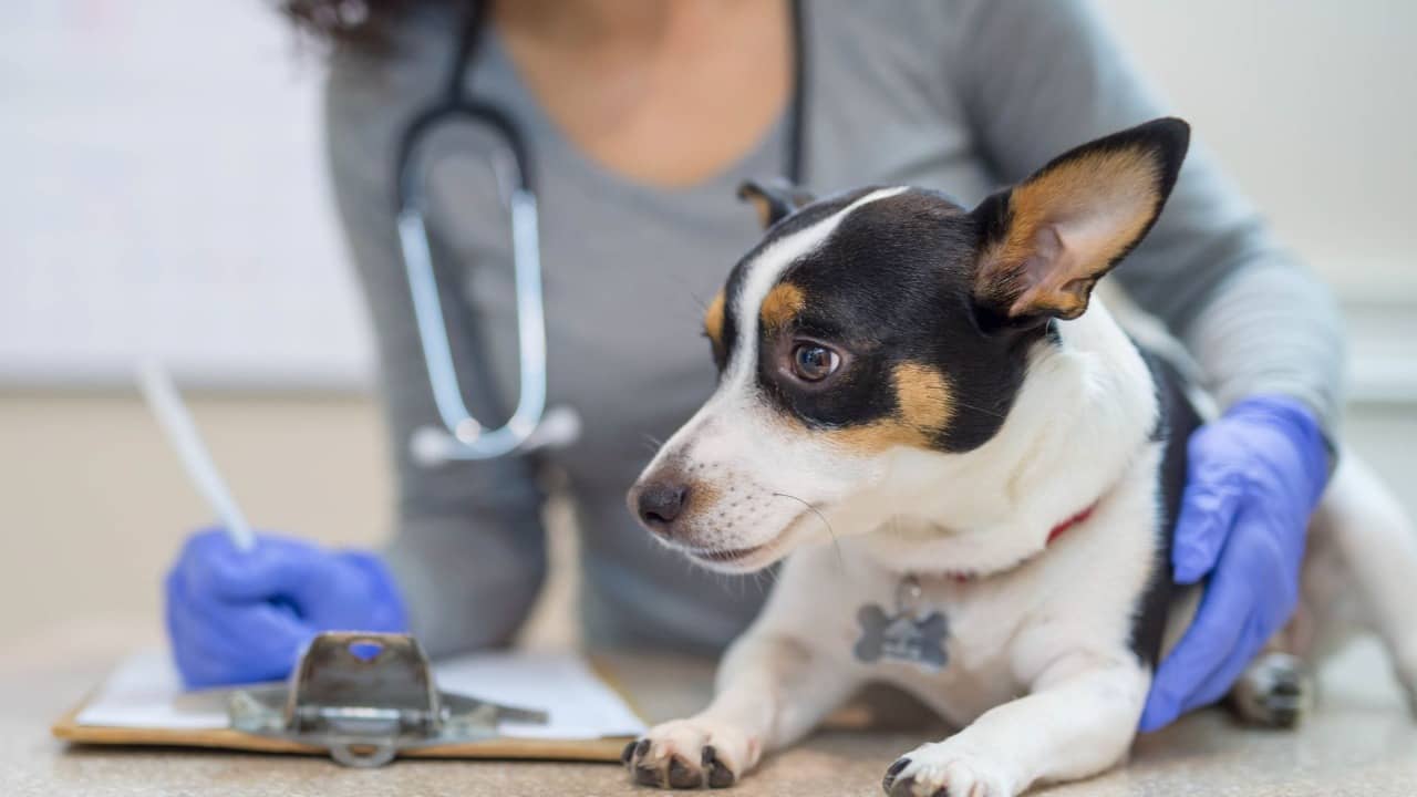  Aplicabilidad diagnóstica para la enfermedad atópica canina, felina y humana