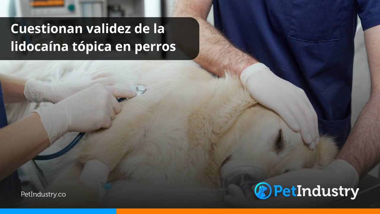  Cuestionan validez de la lidocaína tópica en perros