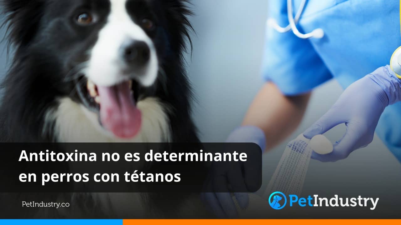  Antitoxina no es determinante en perros con tétanos