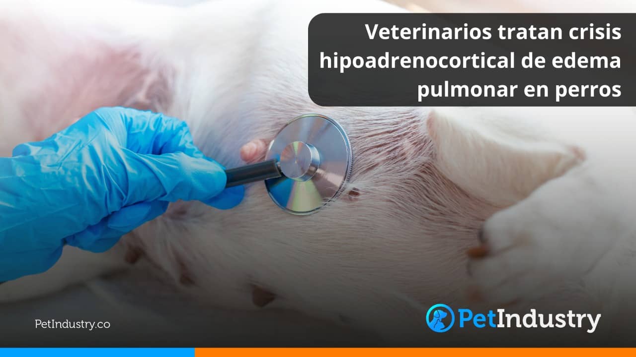  Veterinarios tratan crisis hipoadrenocortical de edema pulmonar en perros