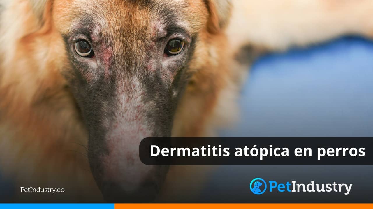  Dermatitis atópica en perros
