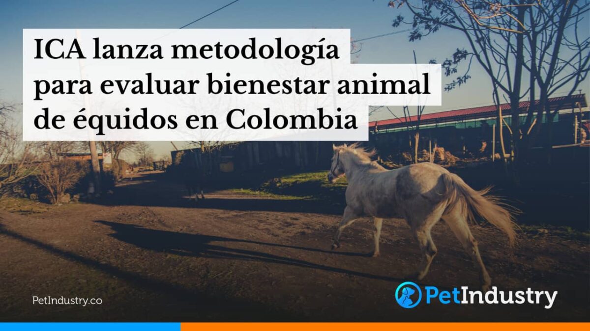  Instituto Colombiano Agropecuario lanza metodología para evaluar bienestar animal de équidos en Colombia
