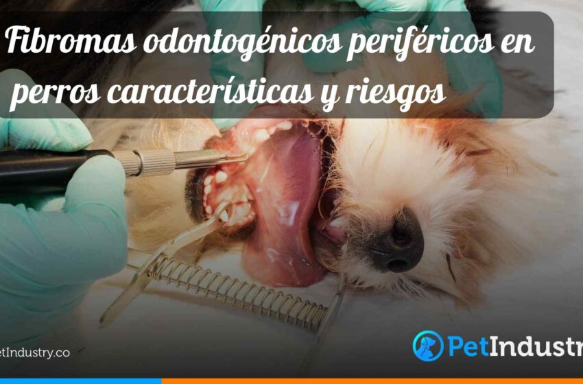  Fibromas odontogénicos periféricos en perros características y riesgos