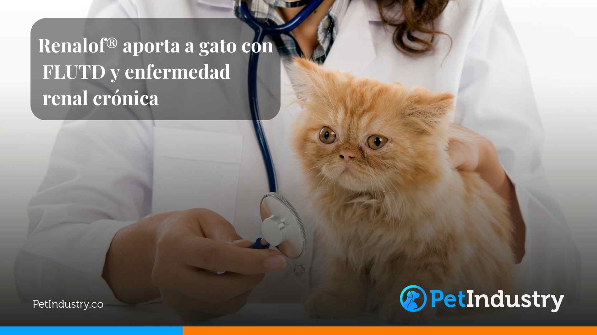 Renalof® aporta a gato con FLUTD y enfermedad renal crónica