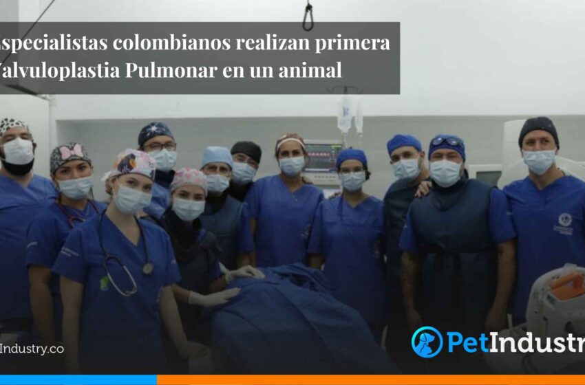 Especialistas colombianos realizan primera Valvuloplastia Pulmonar en un animal