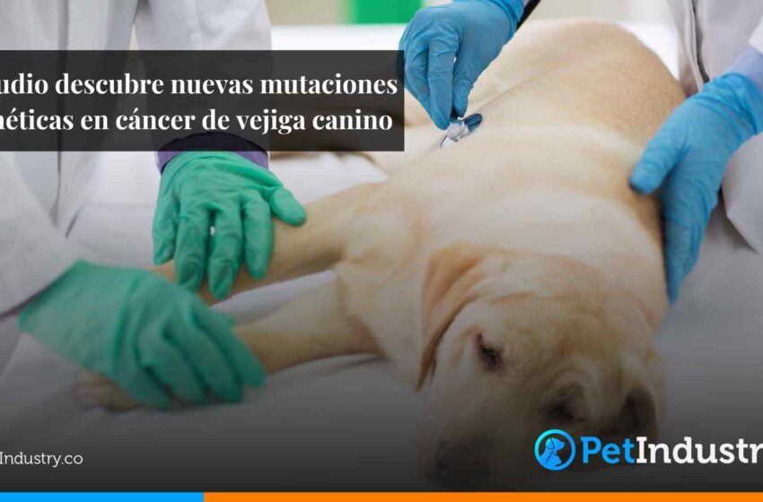  Estudio descubre nuevas mutaciones genéticas en cáncer de vejiga canino