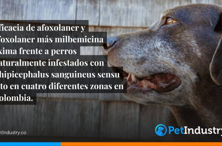  Eficacia de afoxolaner y afoxolaner más milbemicina oxima frente a perros naturalmente infestados con Rhipicephalus sanguineus sensu lato en cuatro diferentes zonas en Colombia