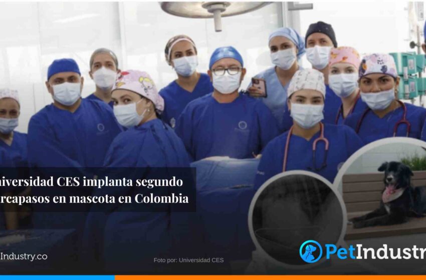  Universidad CES implanta segundo marcapasos a mascota en Colombia