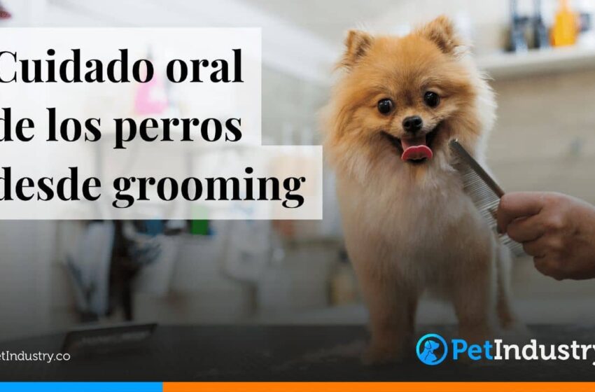  Hablando del cuidado oral de los perros desde grooming