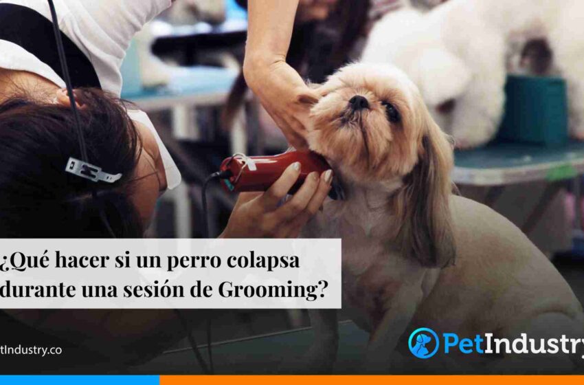  ¿Qué hacer si un perro colapsa durante una sesión de Grooming?