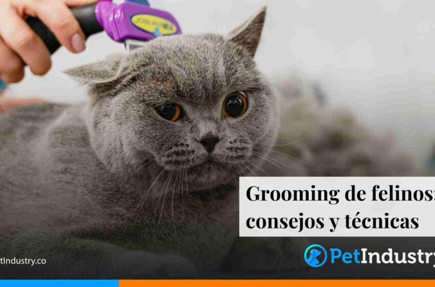  Grooming de felinos: consejos y técnicas 