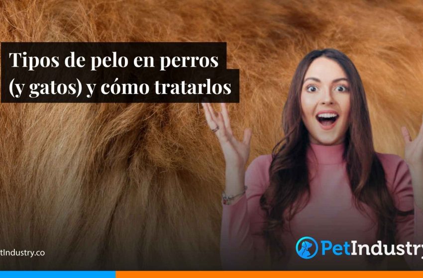  Tipos de pelo en perros (y gatos) y cómo tratarlos: guía profesional para groomers