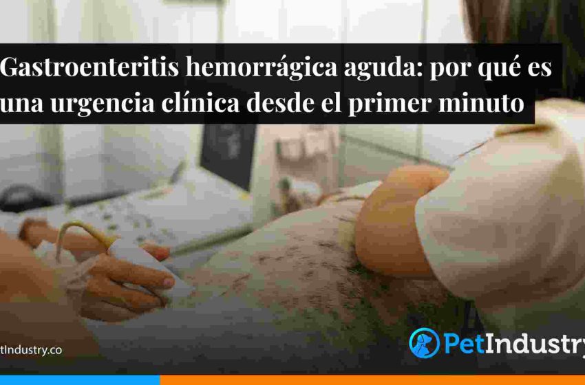  Gastroenteritis hemorrágica aguda: por qué es una urgencia clínica desde el primer minuto
